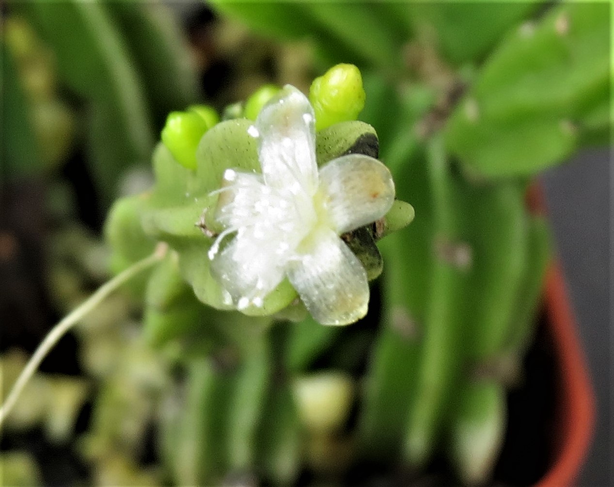 http://www.cloudjungle.com/cloudjungle/Cactaceae/Rhipsalis/Rhipsalis pentaptera flower.jpg